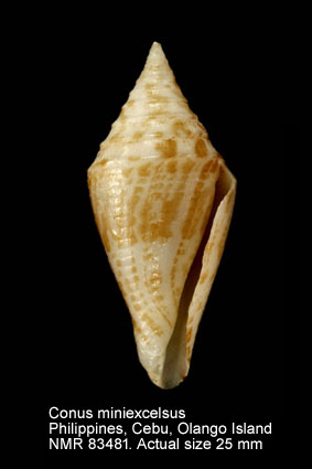 Conus miniexcelsus.jpg - Conus miniexcelsus Olivera & Biggs, 2010